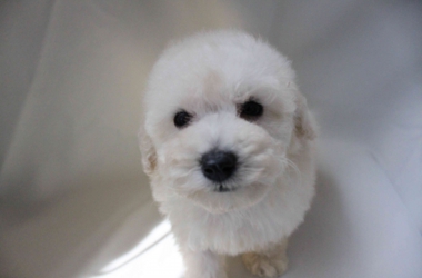 ホワイト男の子