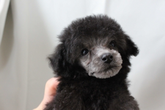 トイプードルレッド