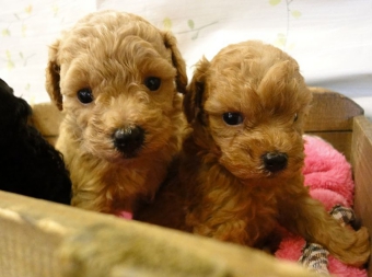 トイプードルアプリコット