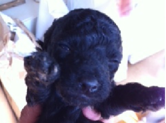 トイプードルシルバー