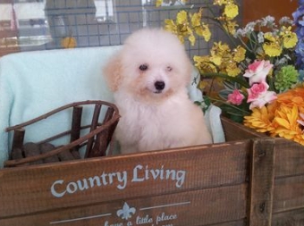 トイプードルホワイト