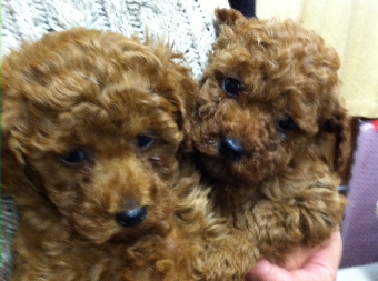 トイプードルレッド