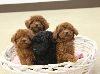 トイプードルレッド