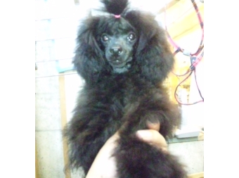 トイプードルブラック