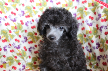 トイプードル シルバー