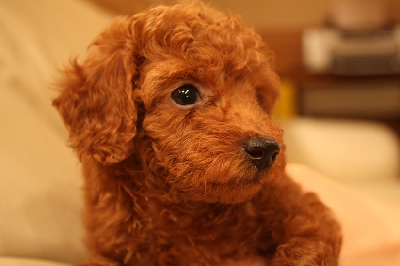 トイプードル レッド
