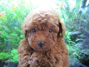 トイプードル レッド