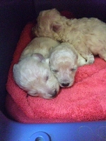 トイプードル ホワイト