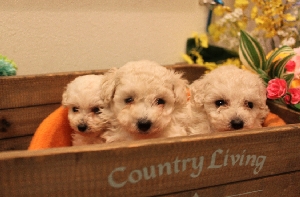 トイプードル ブリーダー ホワイト