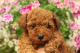 トイプードル 子犬販売