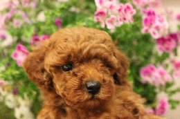 トイプードル 子犬販売