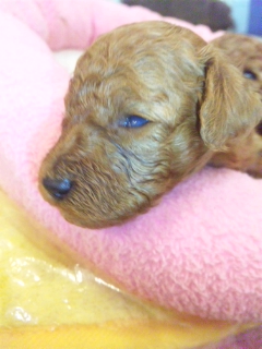 トイプードルブリーダー