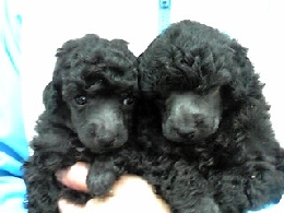 トイプードル シルバー