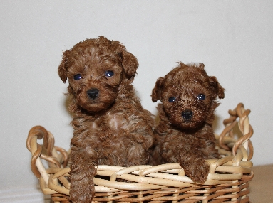 トイプードル ブリーダー