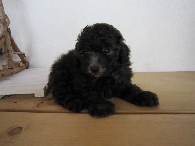 トイプードル ブリーダー