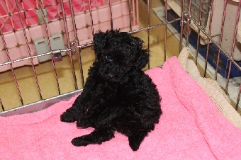 トイプードル ブリーダー