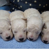 トイプードル ホワイト 子犬