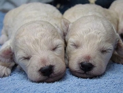 トイプードル ホワイト