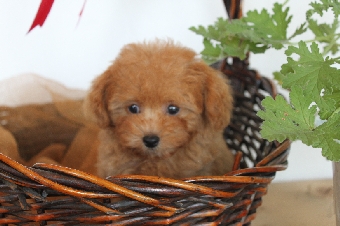 トイプードル アプリコット