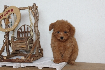 プードル アプリコット