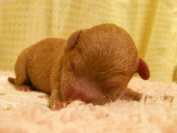 トイプードル 子犬