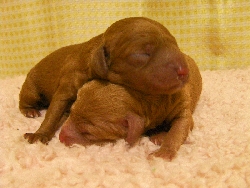 トイプードル 子犬