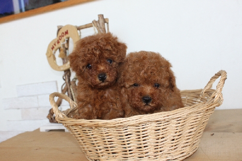 トイプードル レッド 子犬