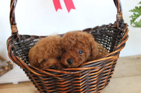 トイプードル レッド 子犬