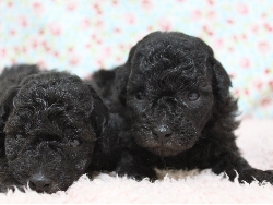 トイプードル 子犬