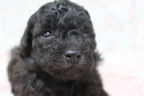 トイプードル 子犬