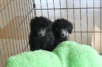 トイプードル シルバー 子犬