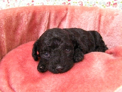 トイプードル 子犬