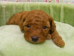 トイプードル 子犬