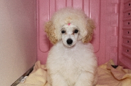 トイプードル ホワイト 子犬