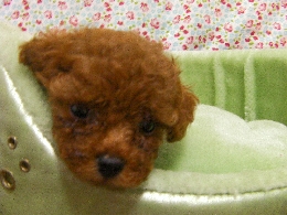 トイプードル 子犬