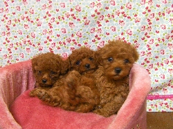 トイプードル レッド 子犬