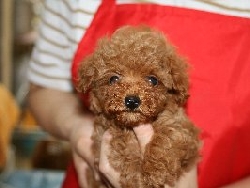 トイプードル レッド 子犬