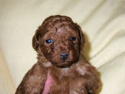 トイプードル レッド 子犬