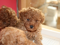 トイプードル 子犬