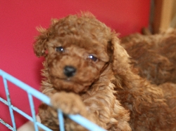 トイプードル 子犬