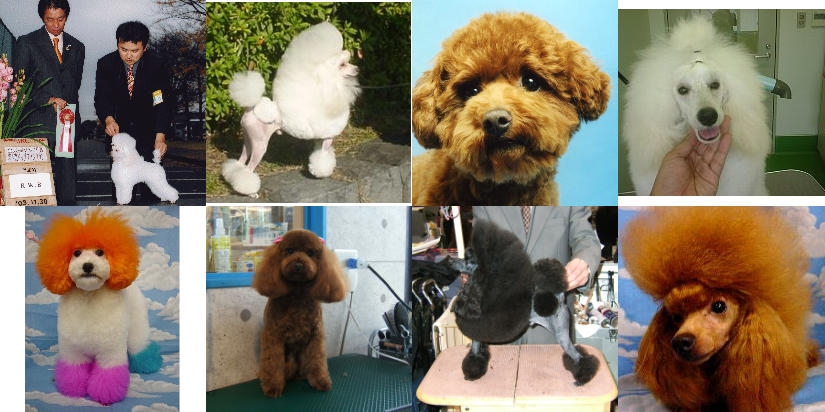 トリミングスクール トリマー塾 トリマースクール