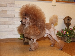 トリミングスクール