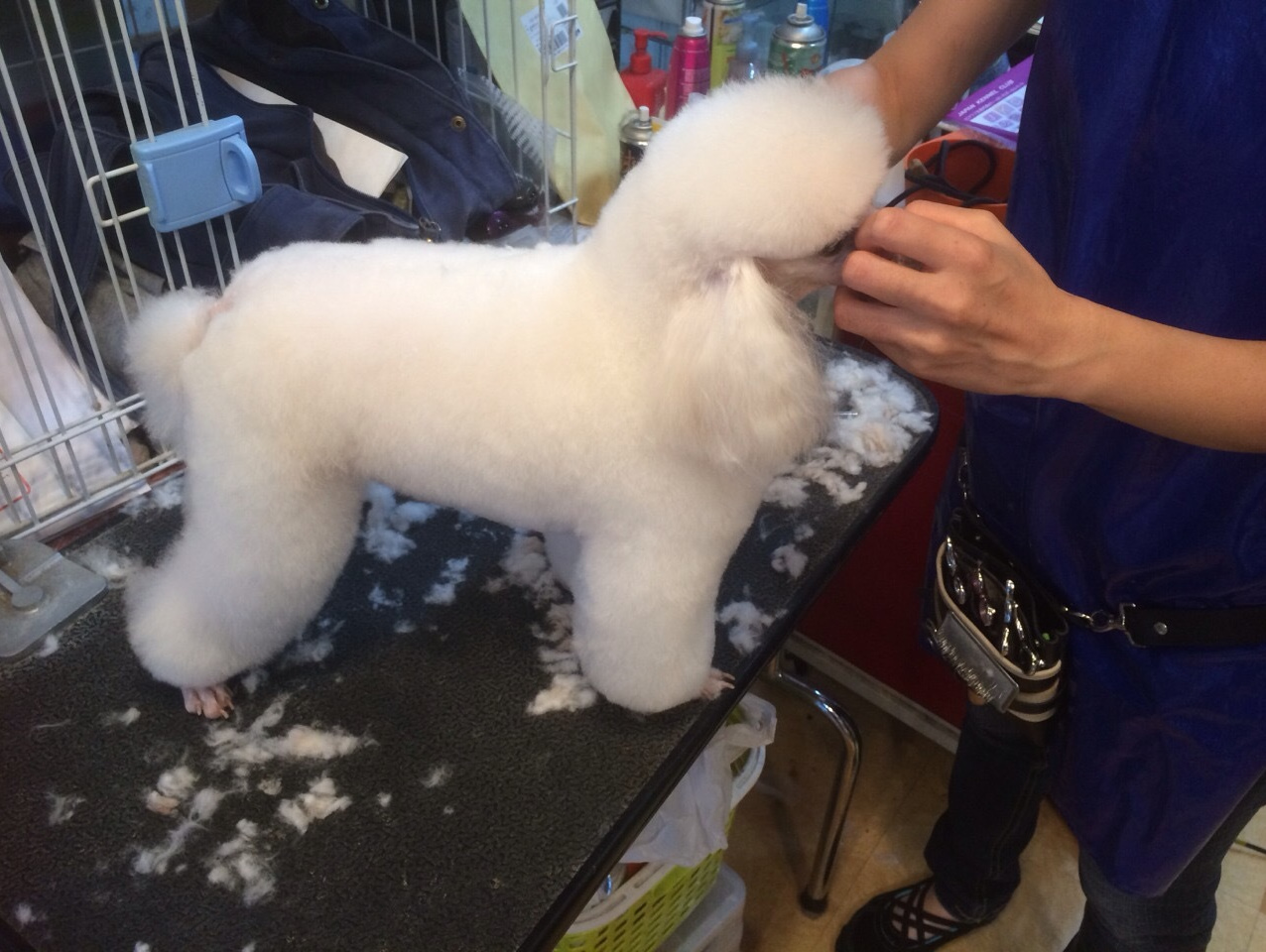 トリマー塾東京