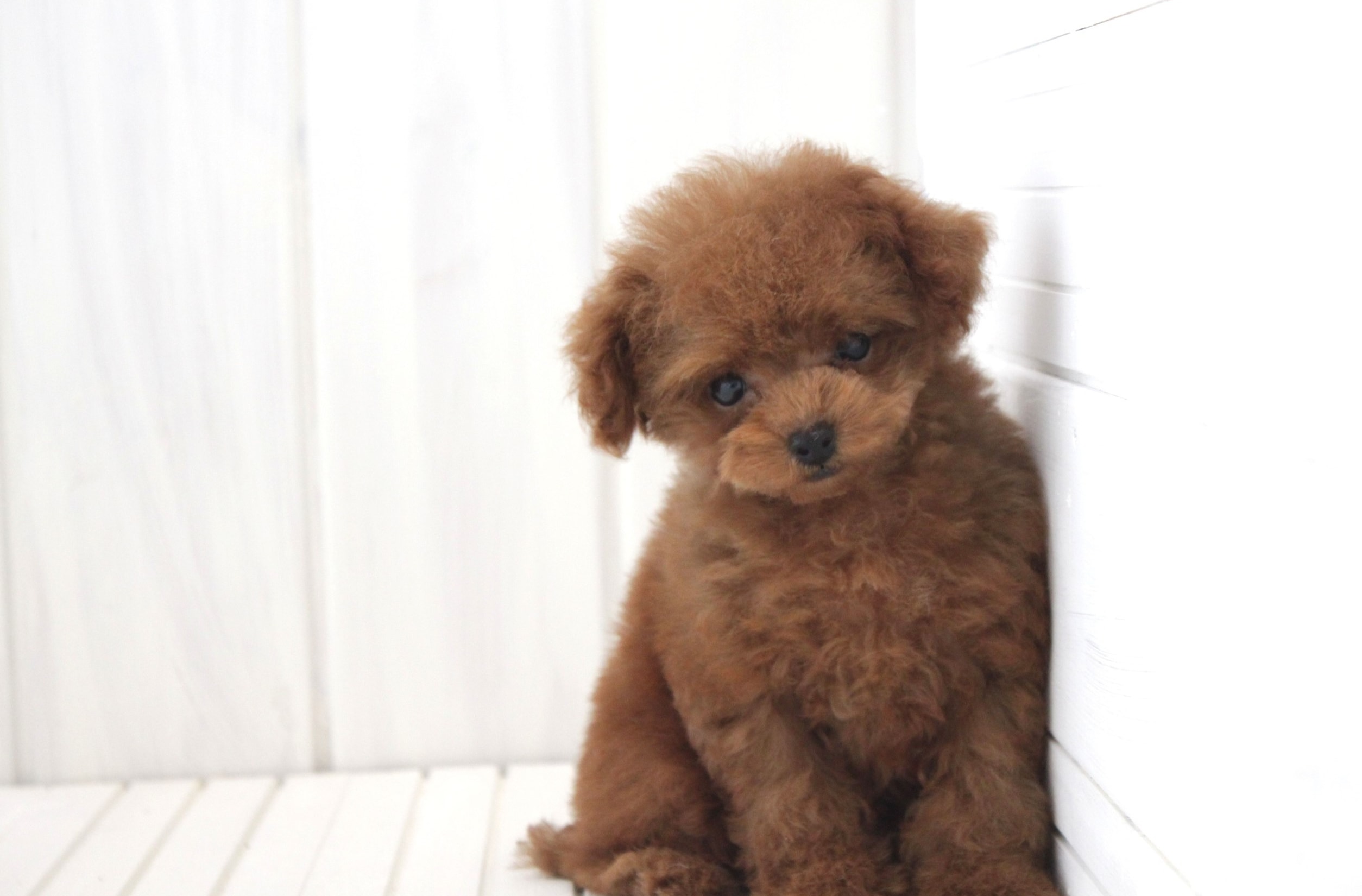 レッドトイプードル