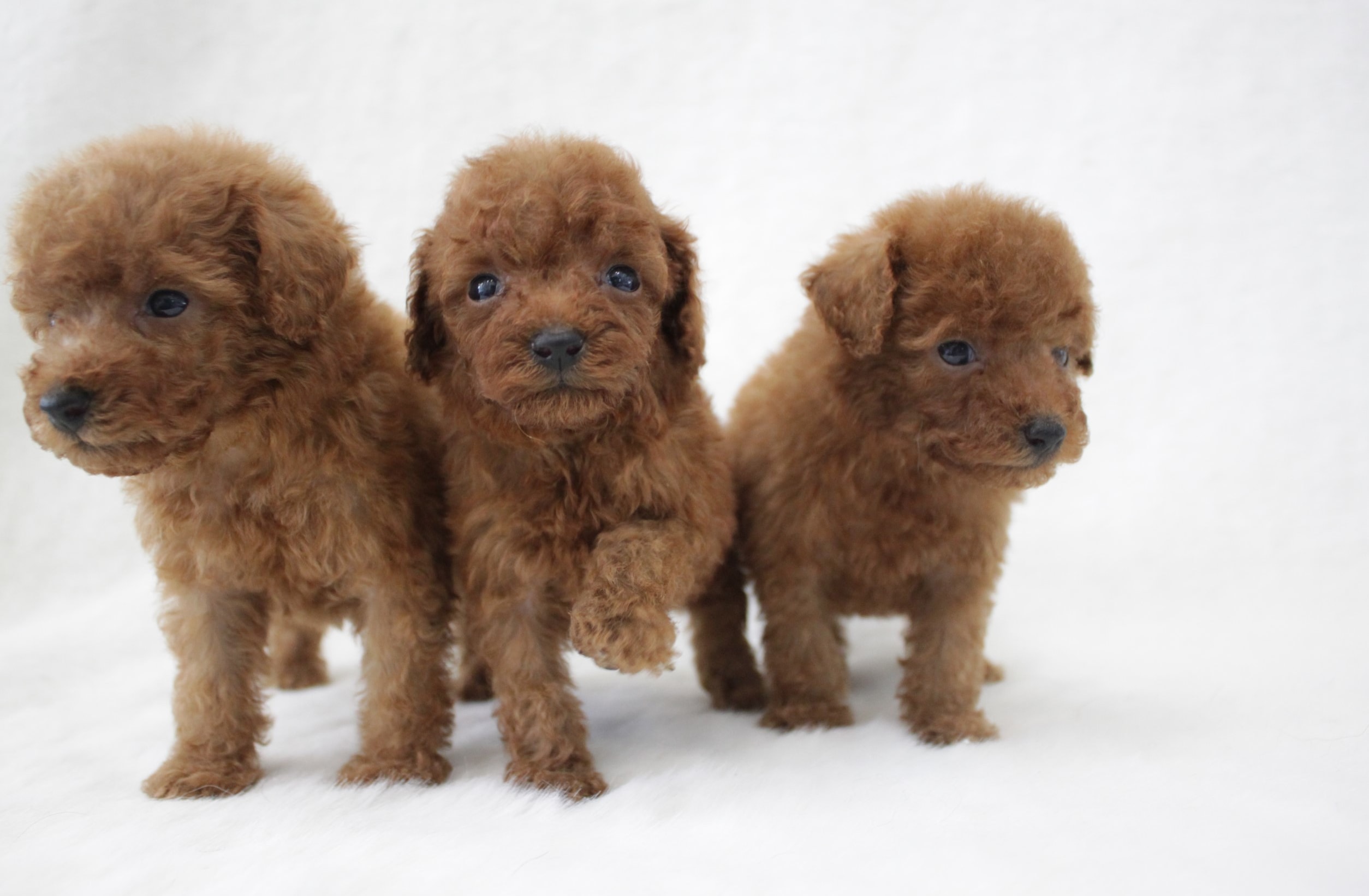 レッドトイプードル