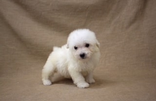 レッドトイプードル