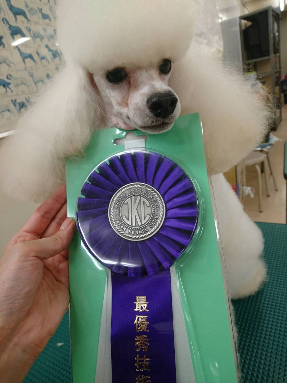 トリミングスクール