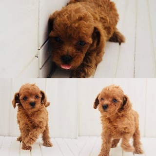 レッドトイプードル