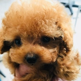 レッドトイプードル