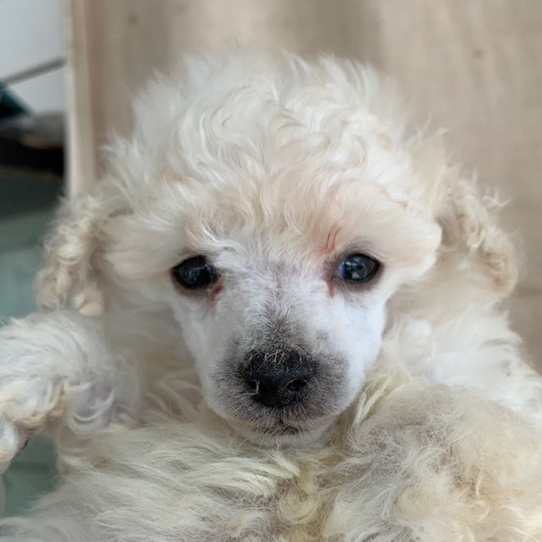 レッドトイプードル